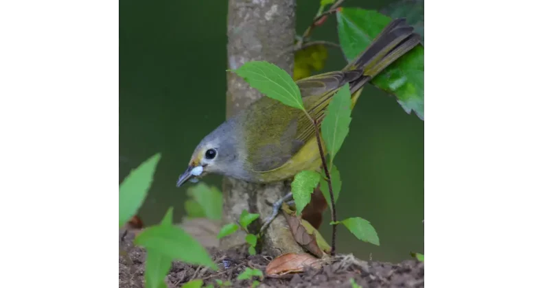 Gambar Burung Opior Jawa Jantan Ifoxsoft.com - SEON Digital Marketing