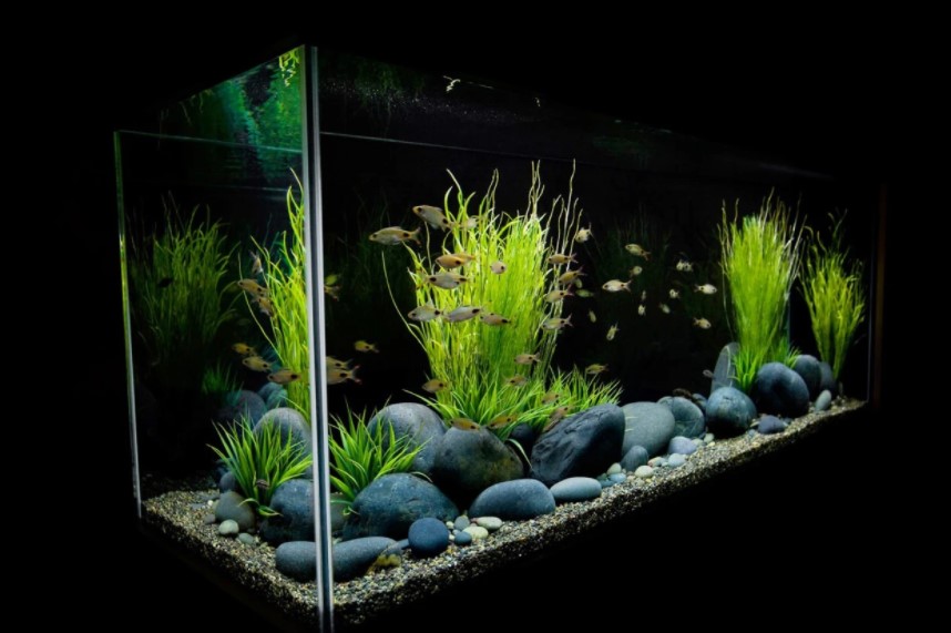 Aquarium Aquascape Mewah - SEON Digital Marketing