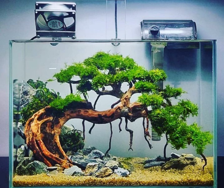 Contoh Aquascape Bonsai Mewah - SEON Digital Marketing