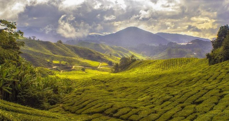 Tempat Wisata Puncak Bogor - SEON Digital Marketing